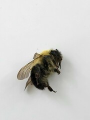 Bombus bimaculatus