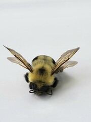 Bombus bimaculatus