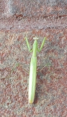Mantis religiosa