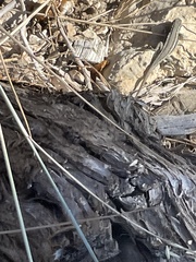 Sceloporus graciosus