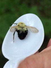 Bombus bimaculatus