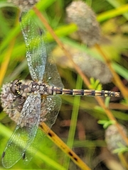 Sympetrum danae