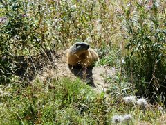 Marmota marmota