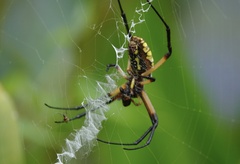 Argiope aurantia