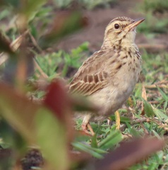 Anthus cinnamomeus