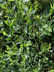 Baccharis glomeruliflora