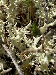 Cladonia uncialis