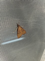 Uresiphita reversalis