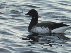 Branta bernicla