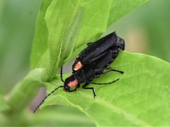 Discodon bipunctatum