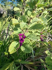 Callicarpa americana