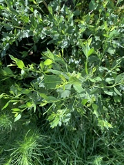 Baccharis glomeruliflora