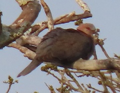 Streptopelia semitorquata