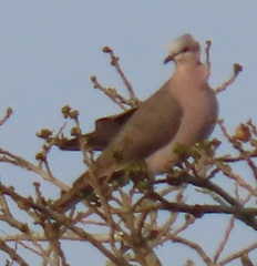 Streptopelia semitorquata