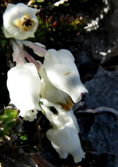 Erica calcareophila