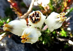 Erica calcareophila