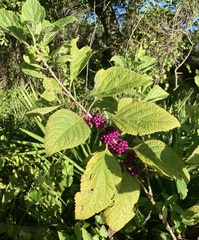Callicarpa americana