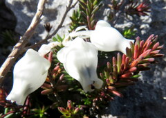 Erica calcareophila