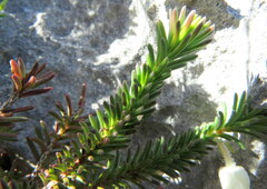 Erica calcareophila