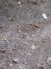 Anguis fragilis