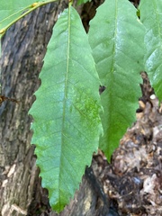 Castanea dentata