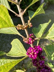 Callicarpa americana