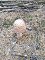 Amanita rubescens