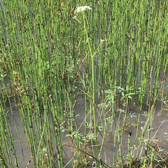 Oenantheae