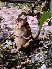 Strix