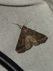 Protorthodes alfkenii