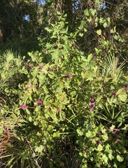 Callicarpa americana