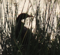 Microcarbo africanus africanus