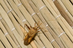 Phytocoris varipes