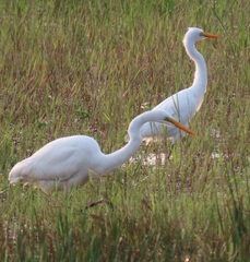 Ardea alba melanorhynchos