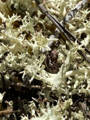 Cladonia uncialis