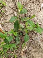 Elephantopus carolinianus