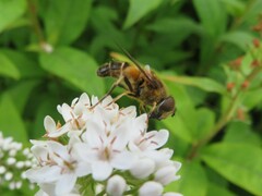 Eristalis pertinax
