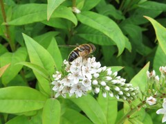 Eristalis pertinax
