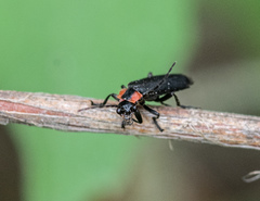 Discodon bipunctatum