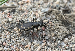 Cicindela repanda