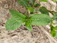 Elephantopus carolinianus