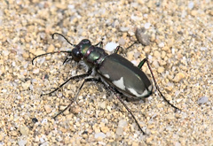 Cicindela scutellaris lecontei