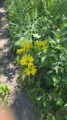 Silphium integrifolium