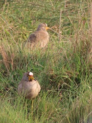 Vanellus senegallus lateralis