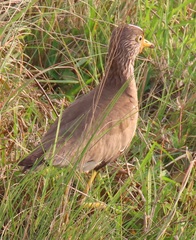 Vanellus senegallus lateralis