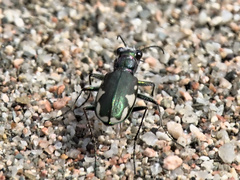 Cicindela scutellaris lecontei