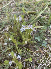Euphrasia officinalis