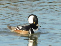 Lophodytes cucullatus