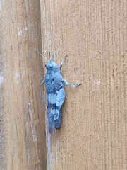 Oedipoda caerulescens
