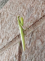 Mantis religiosa